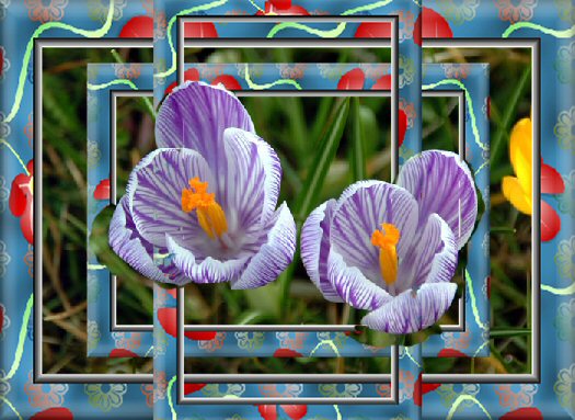 Crocus Frame