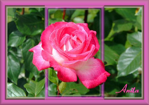 Rose in Frames